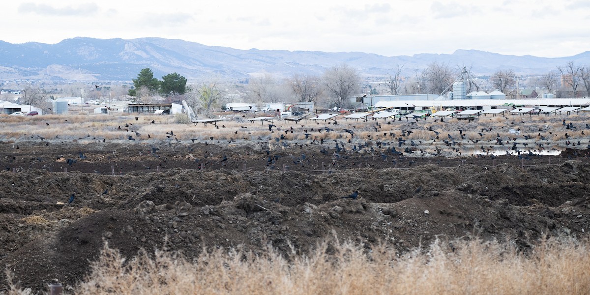 Great-tailed Grackle - ML645455910