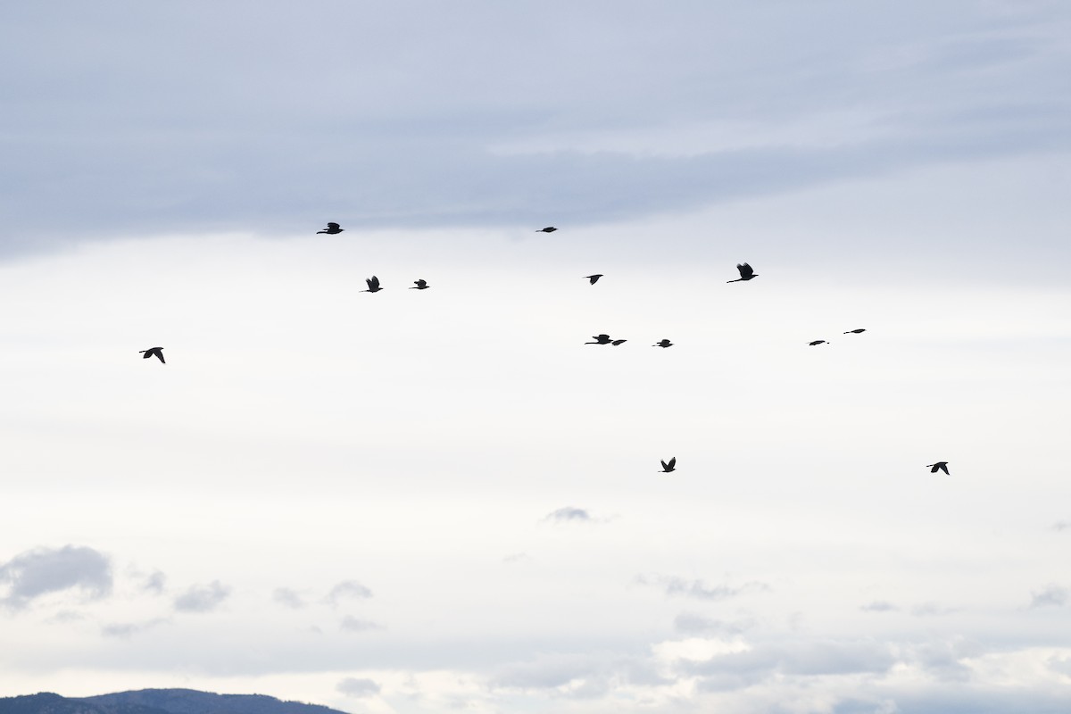 Great-tailed Grackle - ML645455911