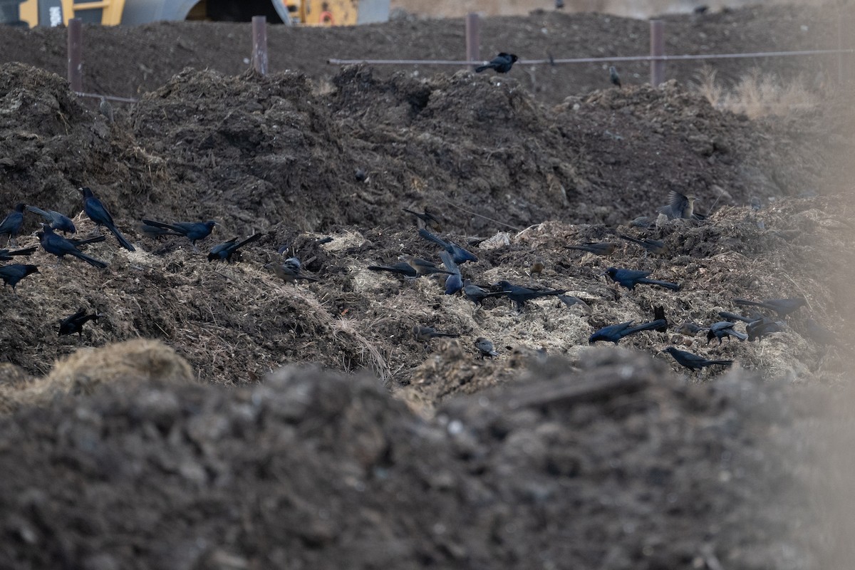 Great-tailed Grackle - ML645455912