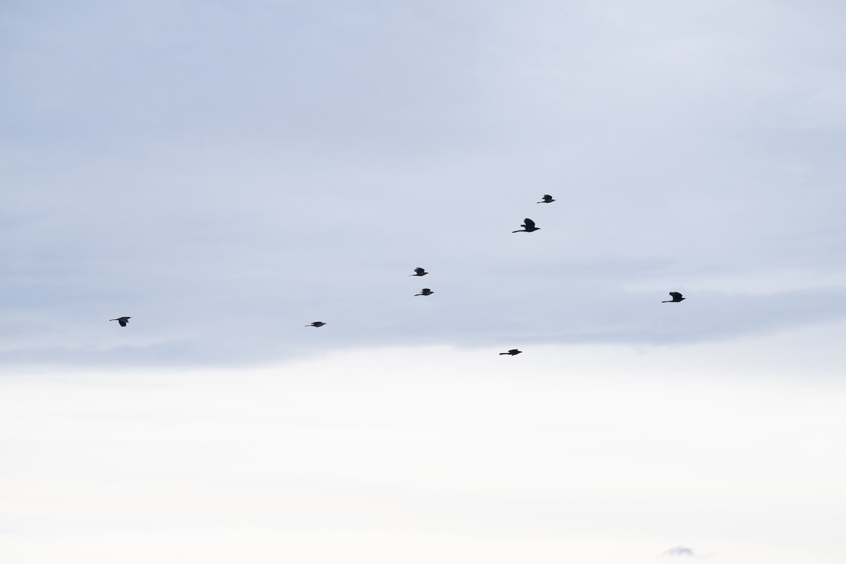 Great-tailed Grackle - ML645455913