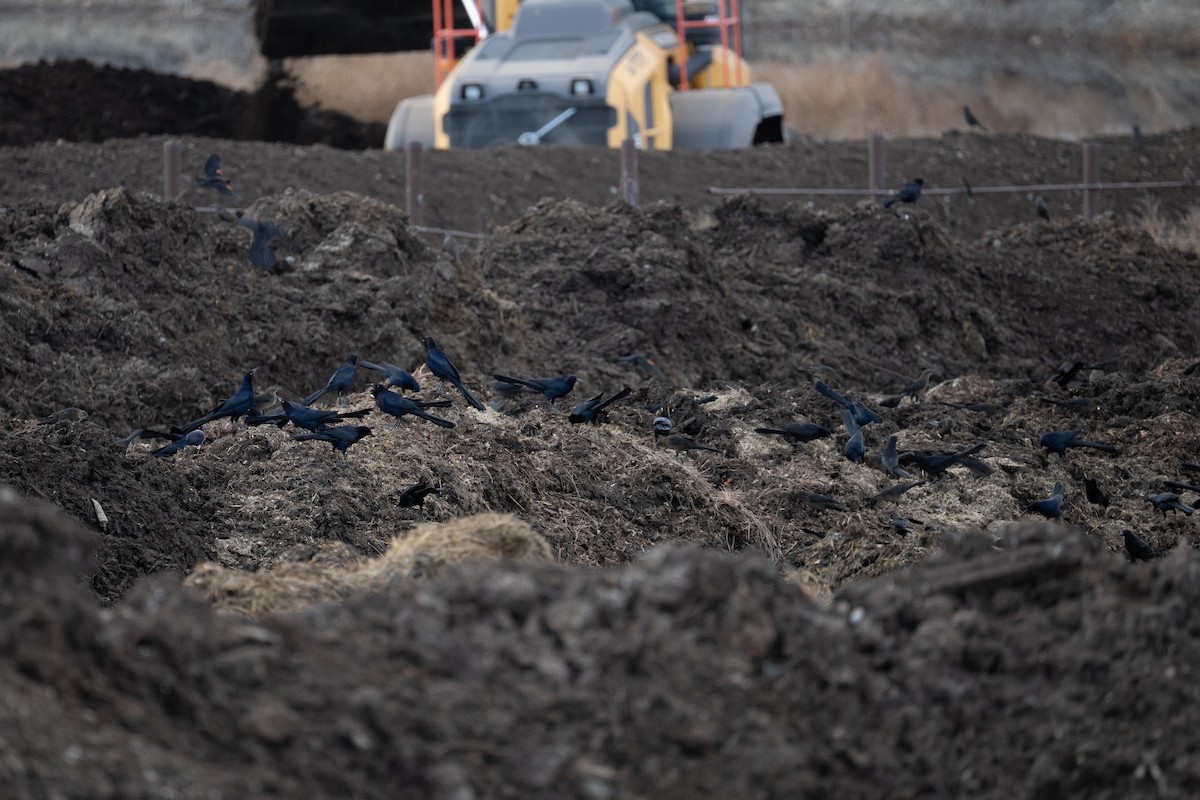 Great-tailed Grackle - ML645455915