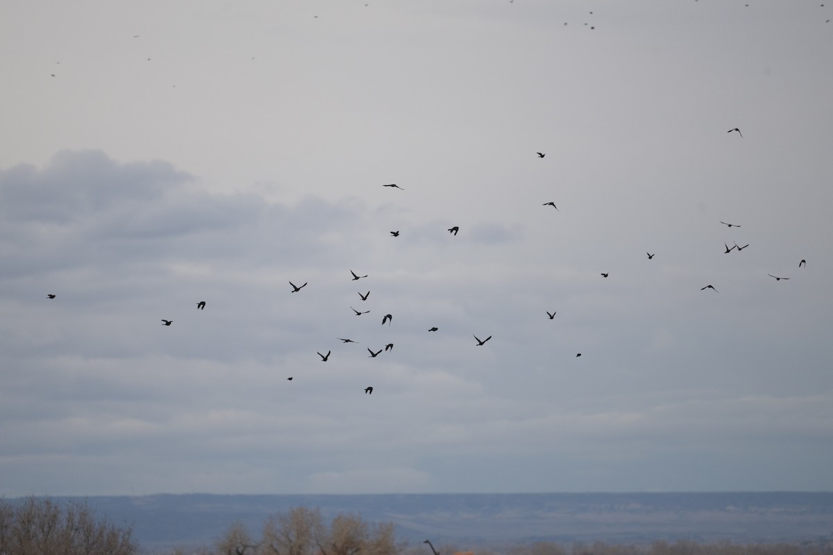 Great-tailed Grackle - ML645455916