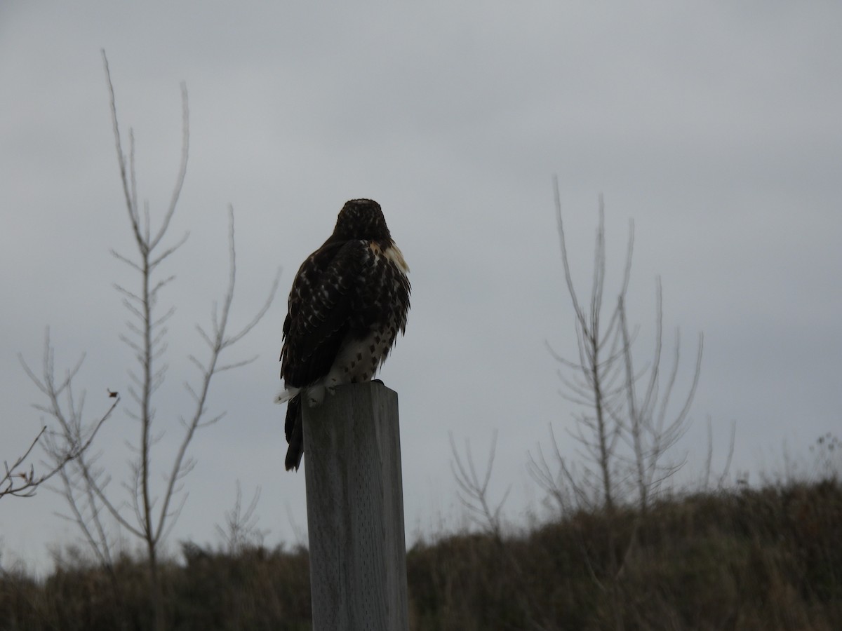 Red-tailed Hawk - ML645455922