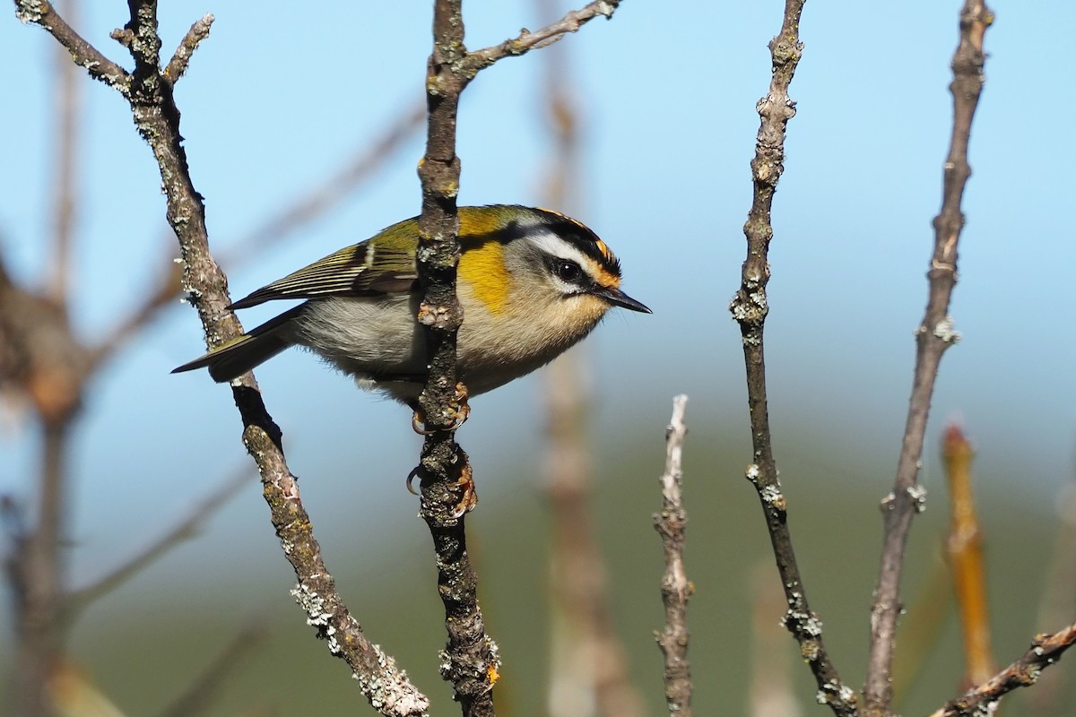 Common Firecrest - ML645455930