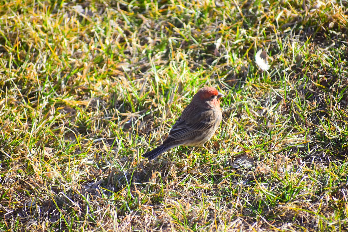 House Finch - ML645455931