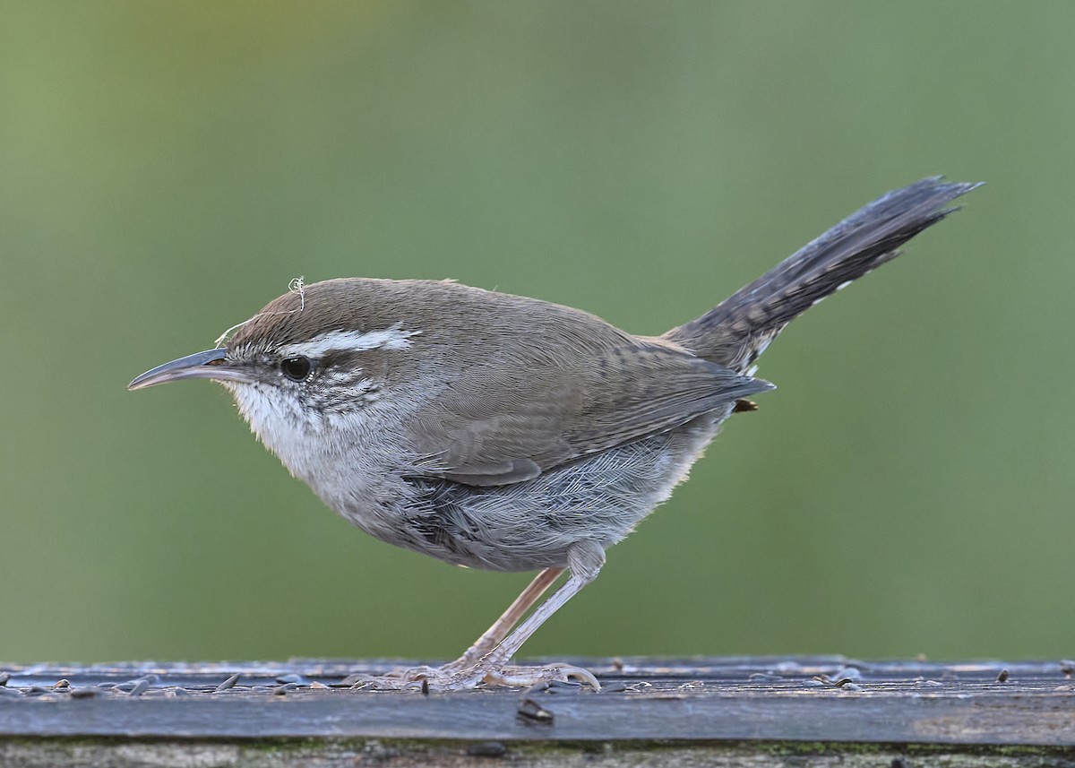 Bewick's Wren - ML645455943