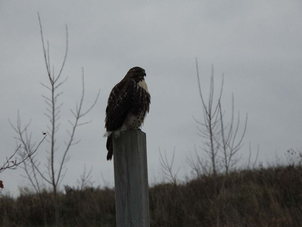 Red-tailed Hawk - ML645455947