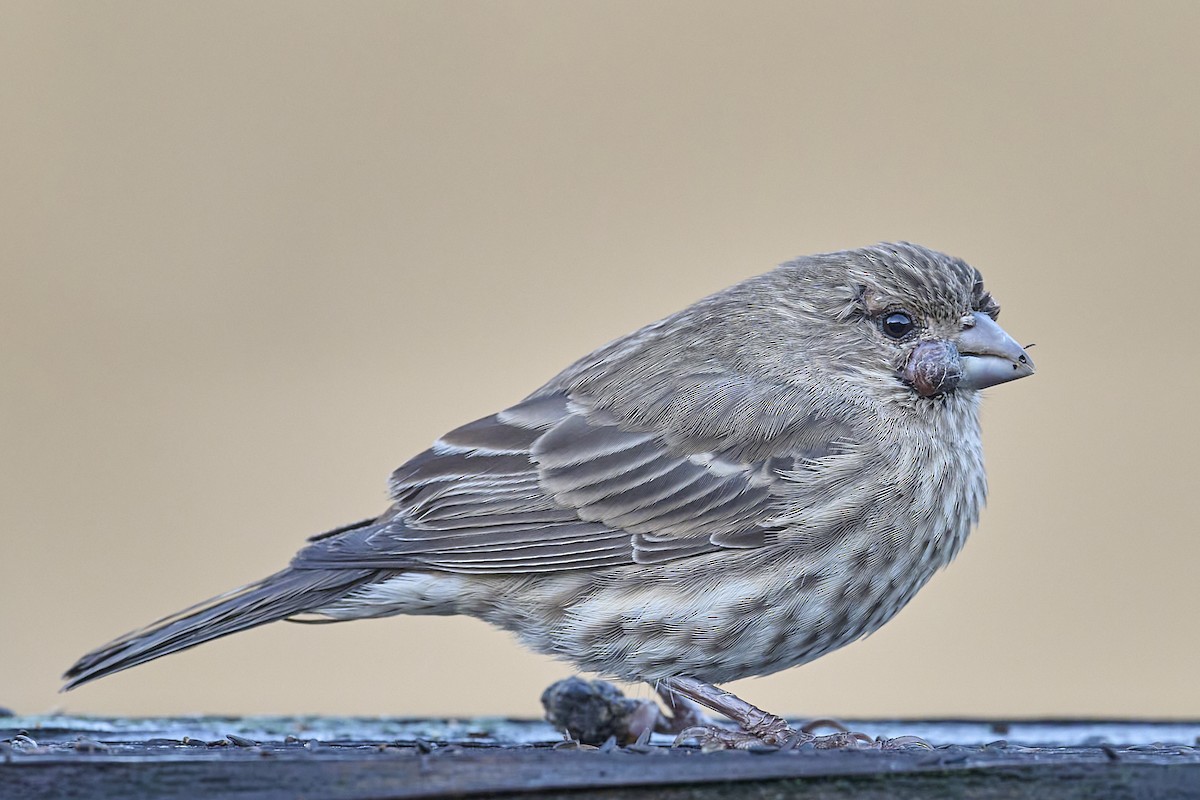 House Finch - ML645455951