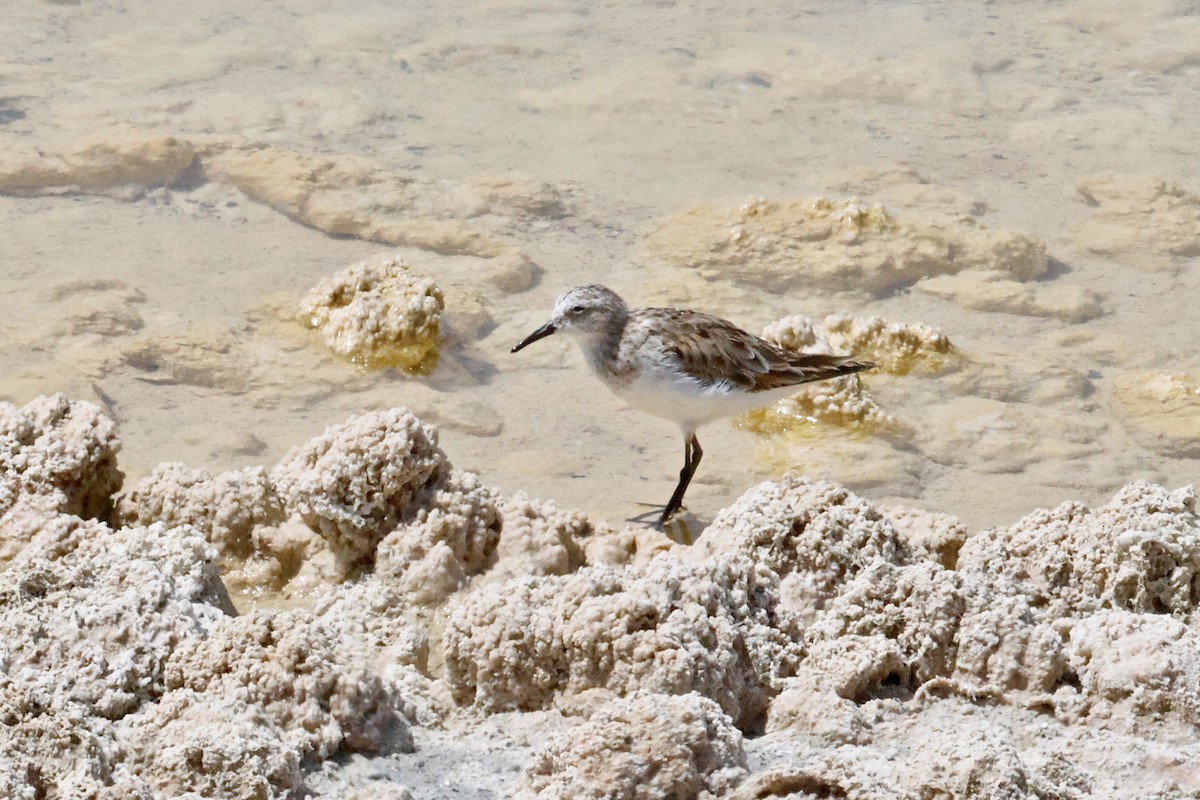 Küçük Kumkuşu - ML645455954