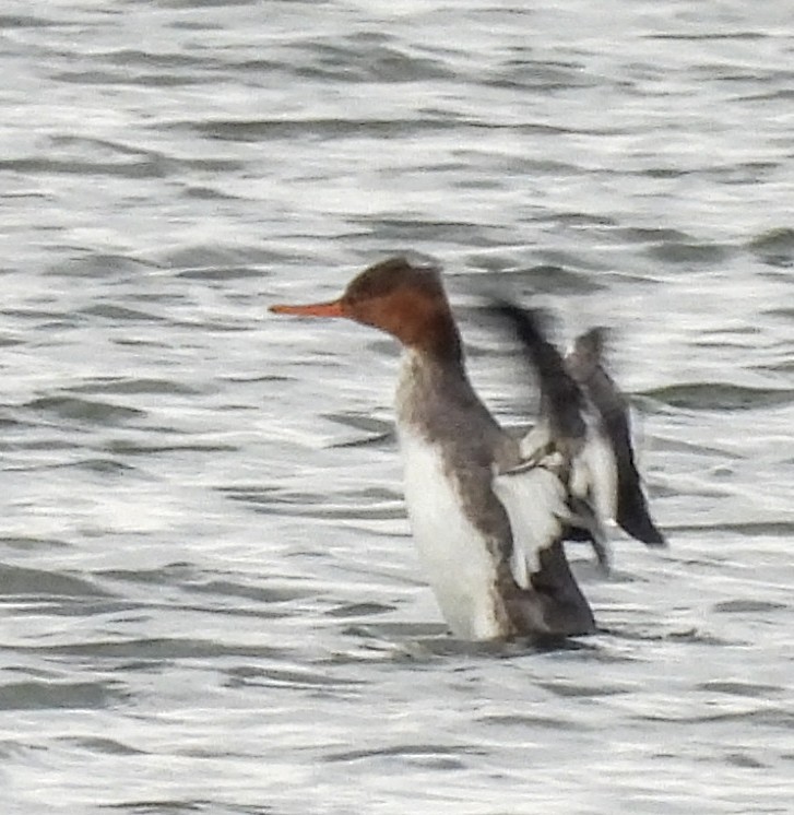 Red-breasted Merganser - ML645455957