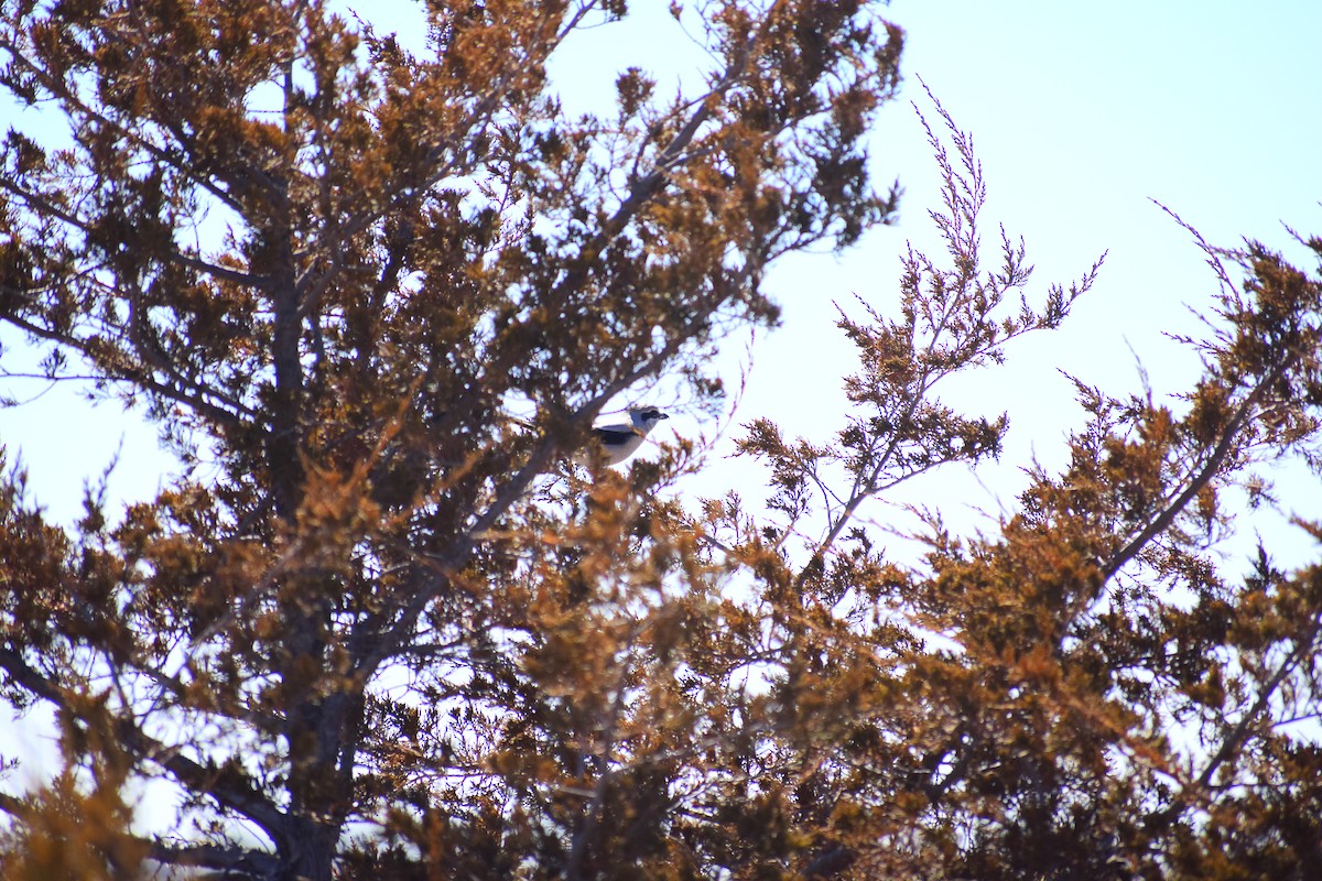 Alcaudón Boreal (americano) - ML645455959