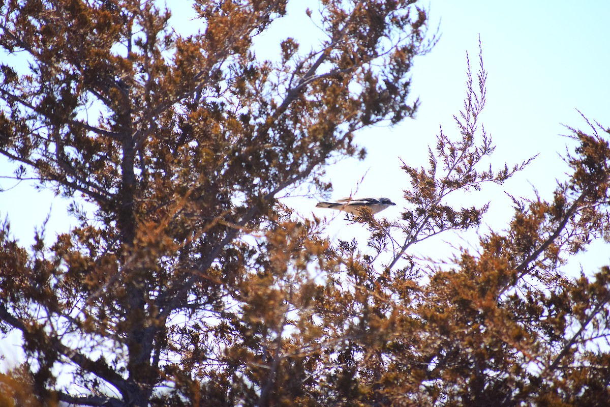 Alcaudón Boreal (americano) - ML645455966