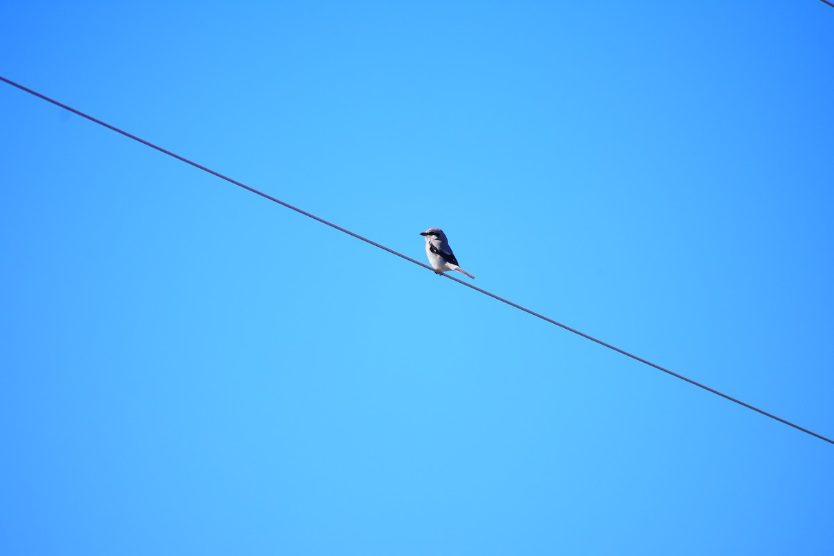 Alcaudón Boreal (americano) - ML645455969