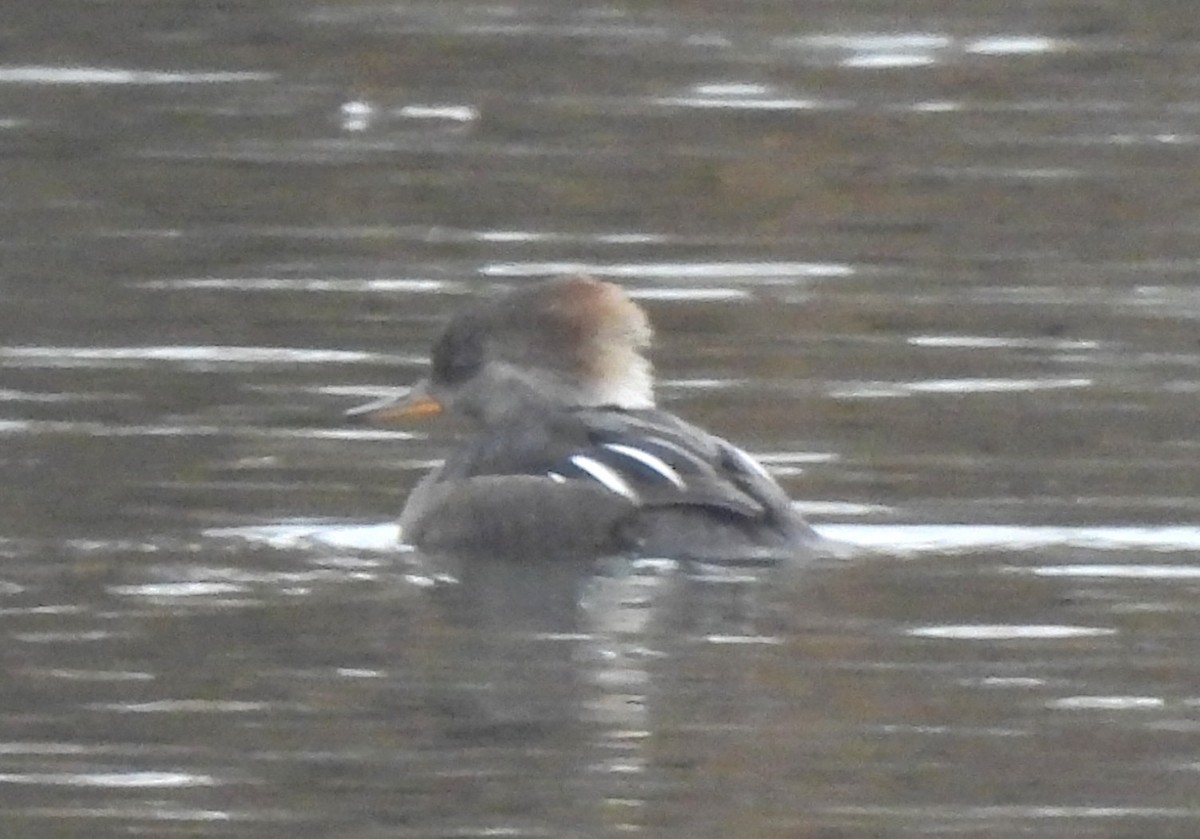 Hooded Merganser - ML645455970