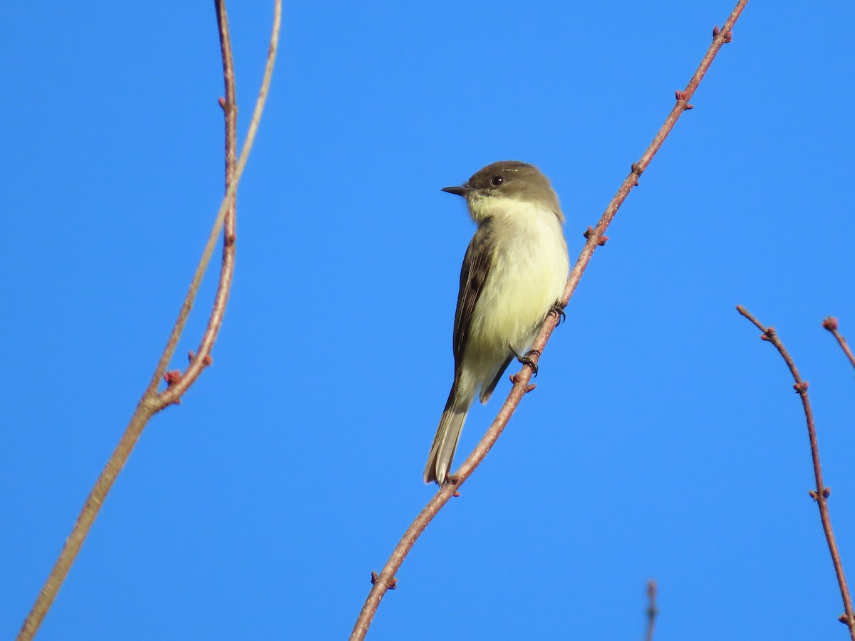 Eastern Phoebe - ML645455971