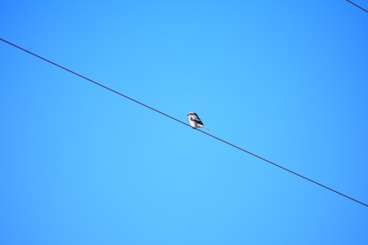 Alcaudón Boreal (americano) - ML645455972