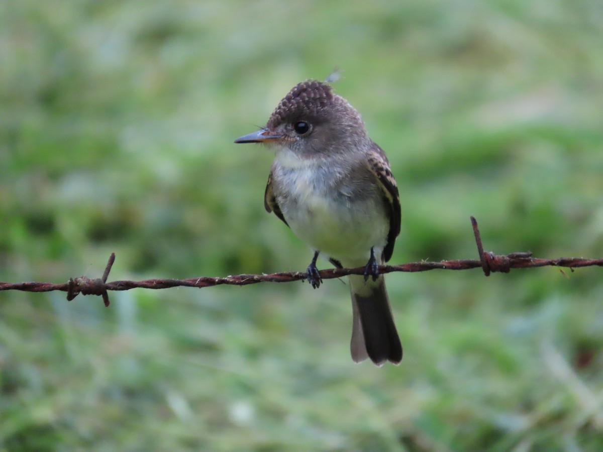 Northern Tropical Pewee - ML645455976
