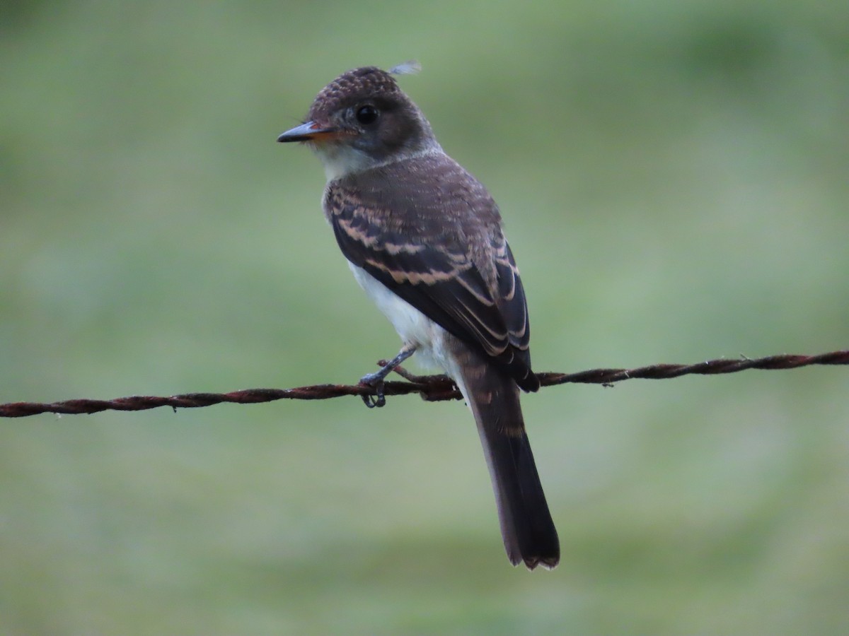 Northern Tropical Pewee - ML645455978