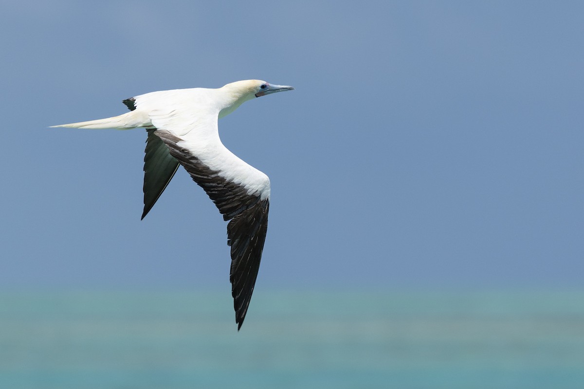 Rotfußtölpel - ML645455980