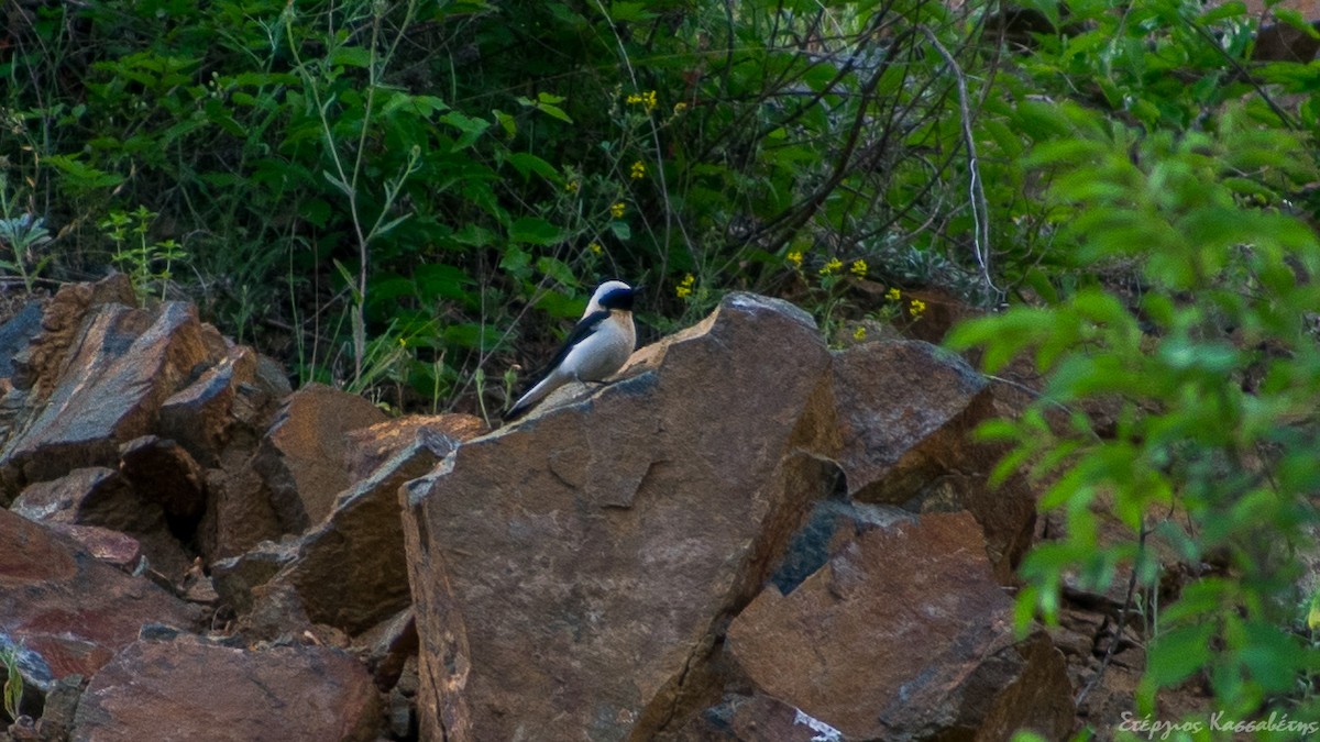 Eastern Black-eared Wheatear - ML645455986