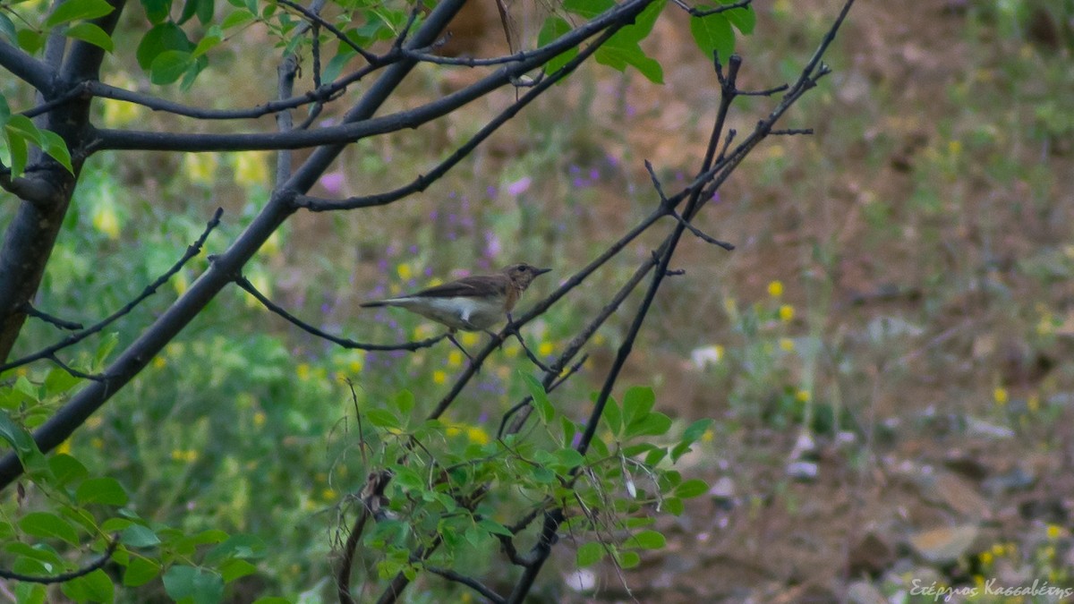 Eastern Black-eared Wheatear - ML645455987