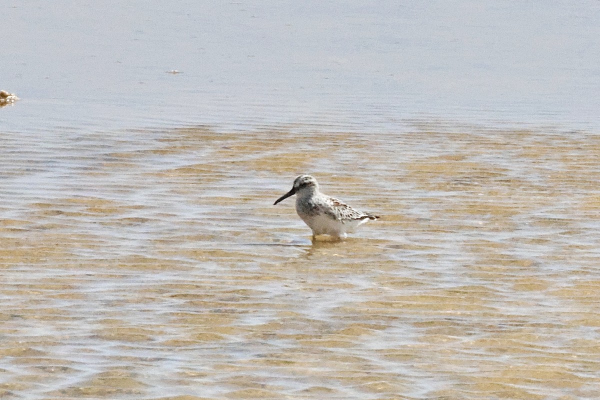 Broad-billed Sandpiper - ML645455988