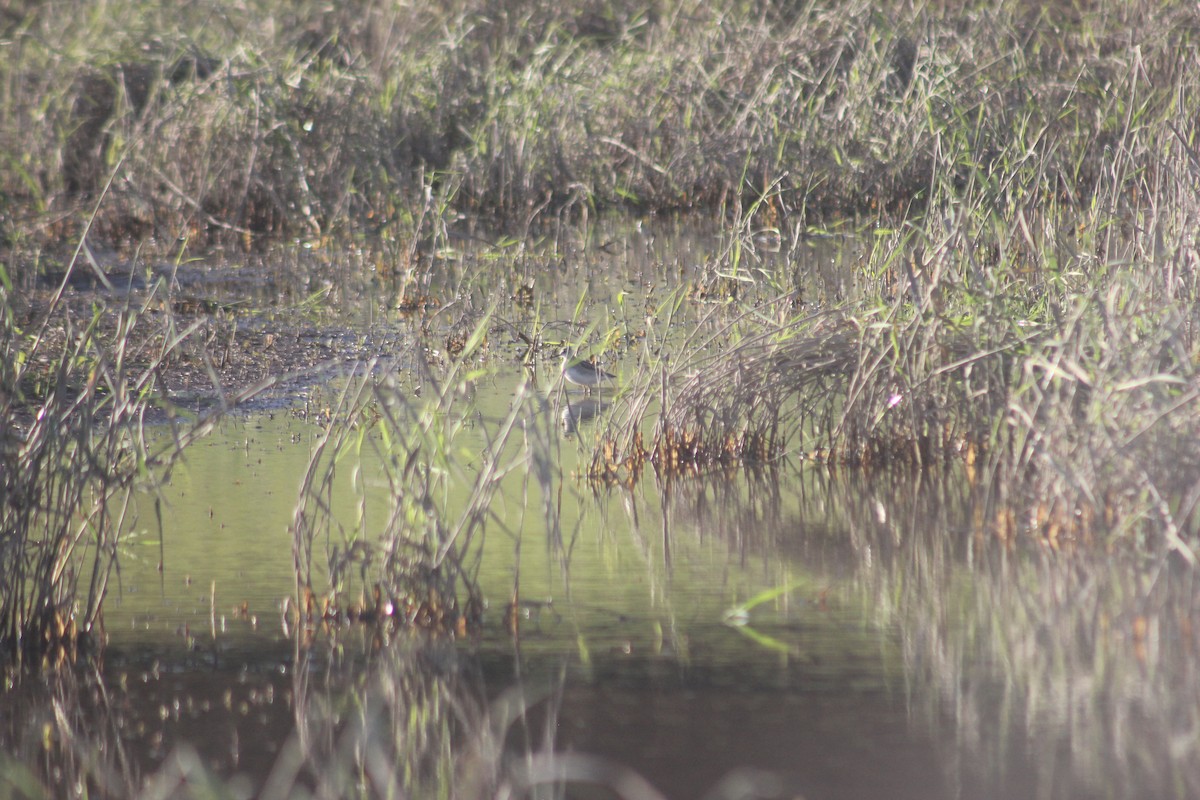 lyskonoh dlouhozobý - ML645455991