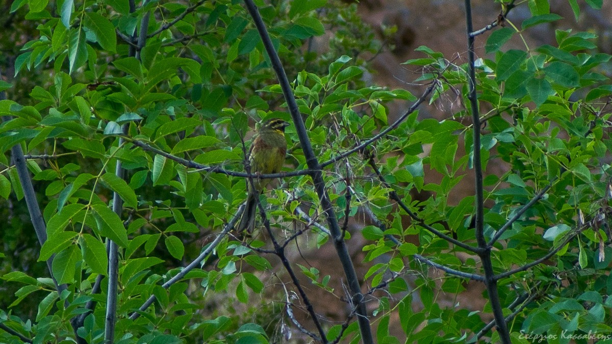 Cirl Bunting - ML645455992