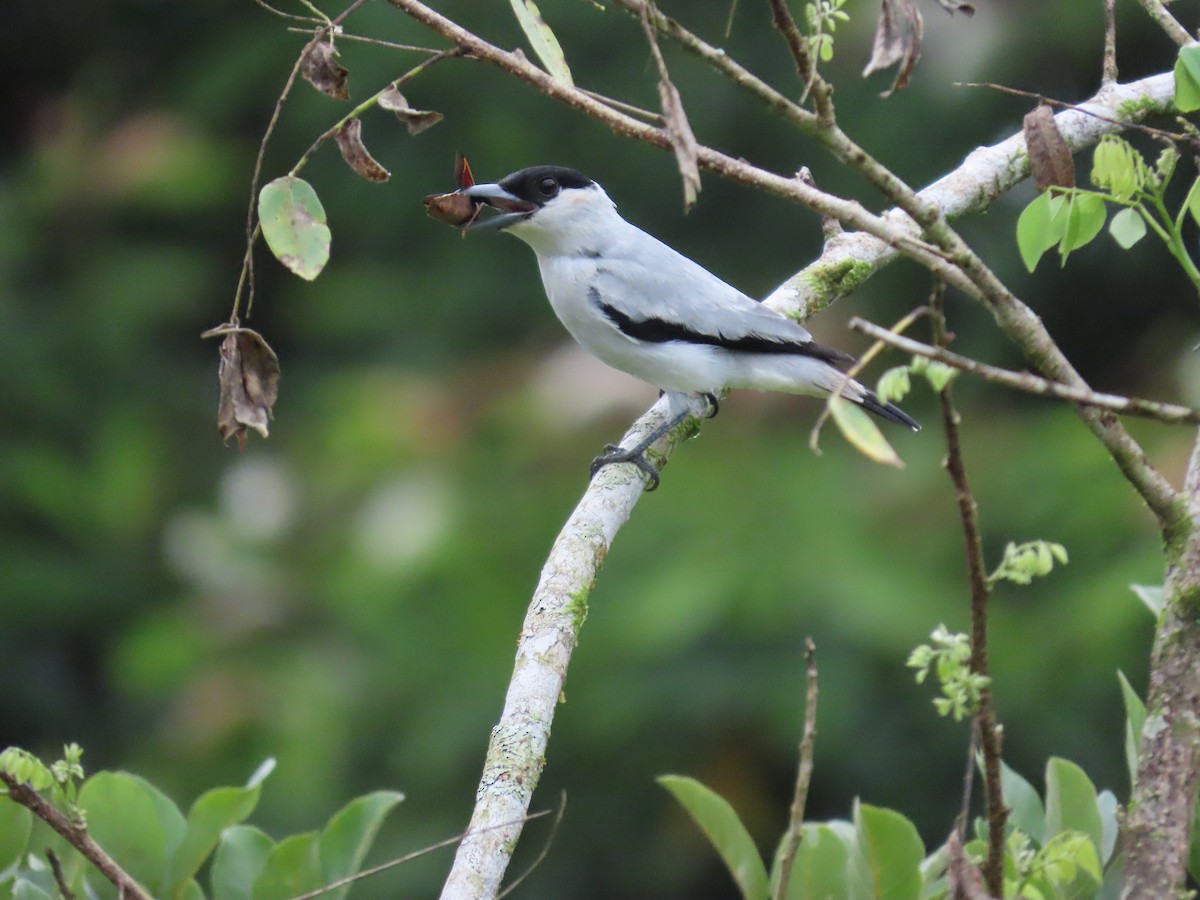 Black-crowned Tityra - ML645455993