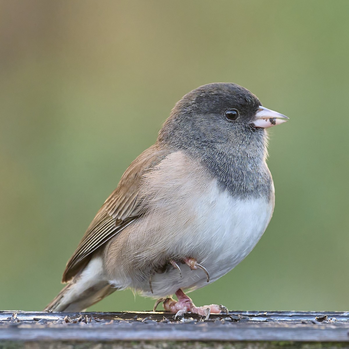 Dark-eyed Junco (Oregon) - ML645456001