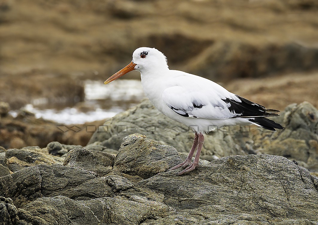 ústřičník velký - ML645456004