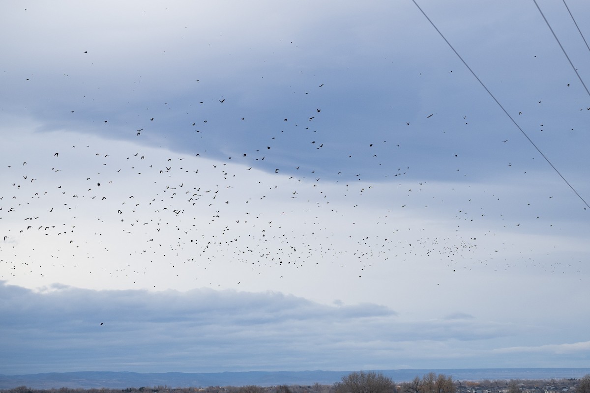 European Starling - ML645456006