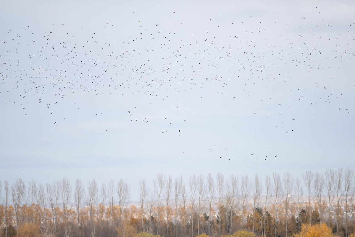 European Starling - ML645456007