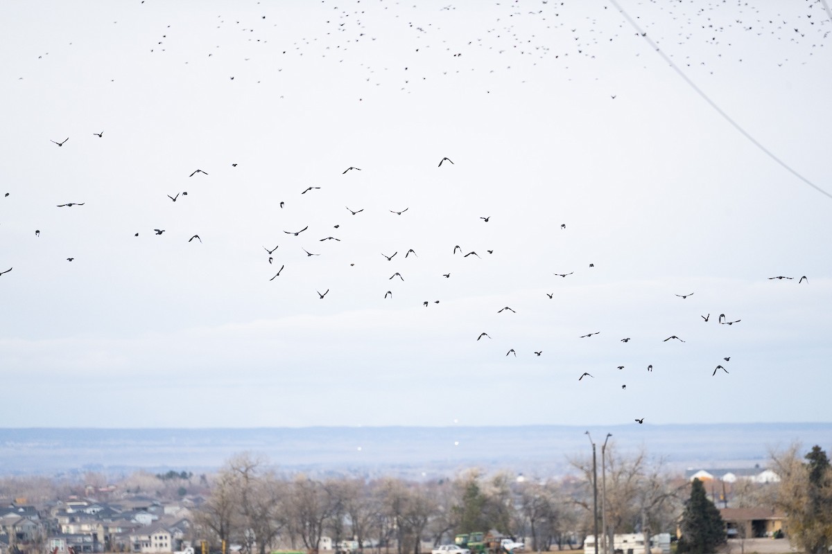 Great-tailed Grackle - ML645456008