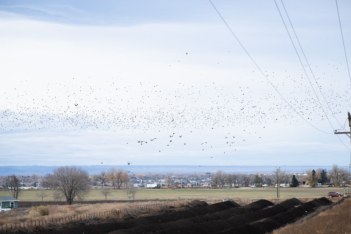 European Starling - ML645456009