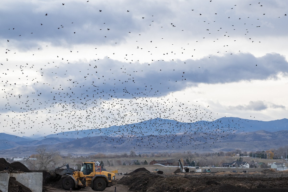 European Starling - ML645456010