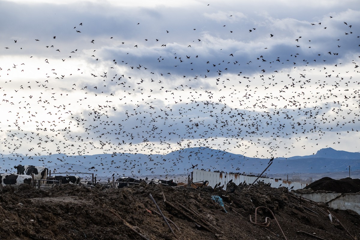 European Starling - ML645456012