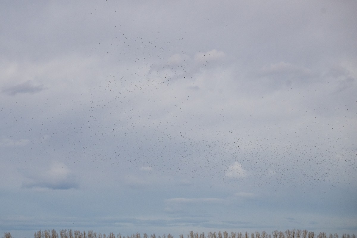 European Starling - ML645456013