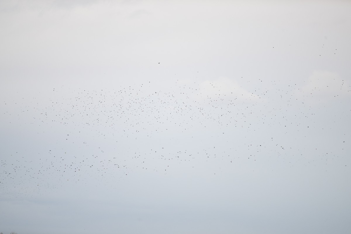 European Starling - ML645456014