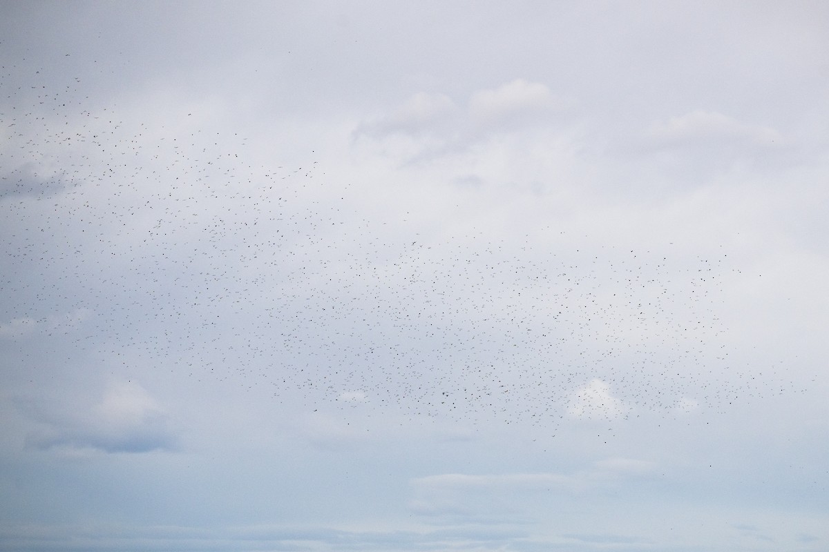 European Starling - ML645456015