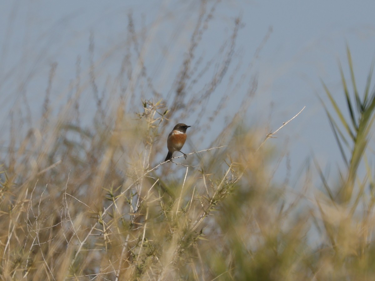 European Stonechat - ML645456025
