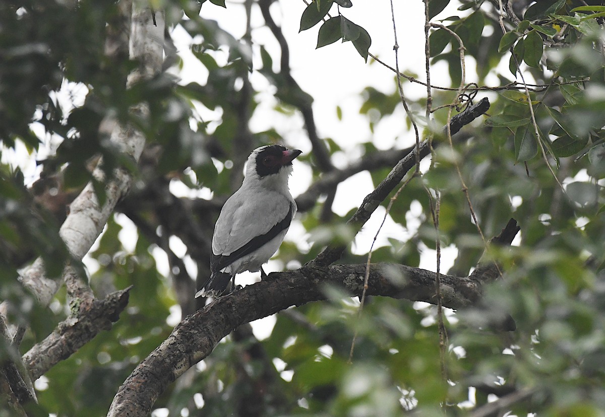 Masked Tityra - ML645456026