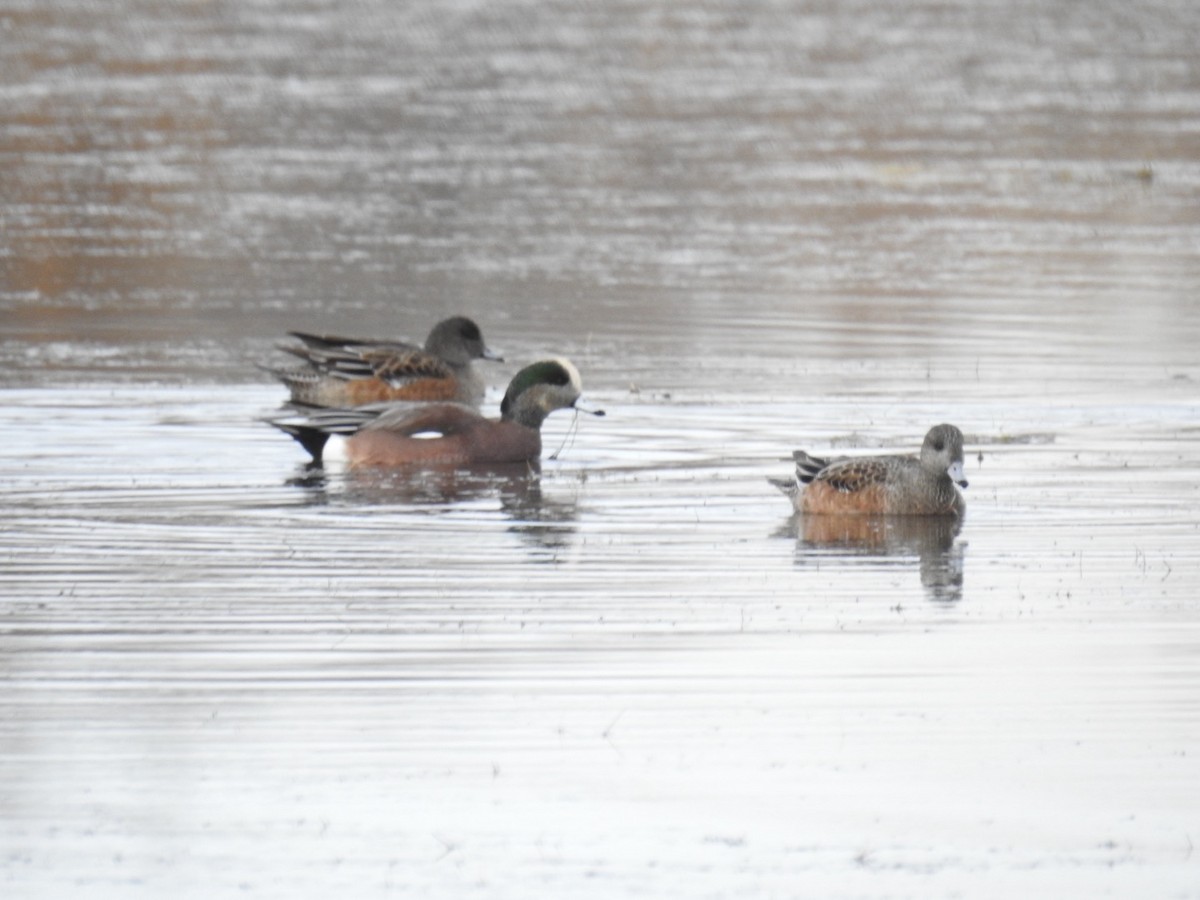 American Wigeon - ML645456037