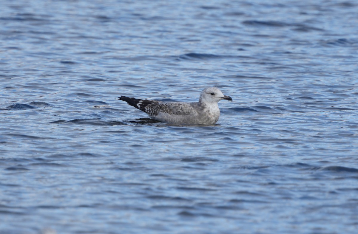 American Herring Gull - ML645456040