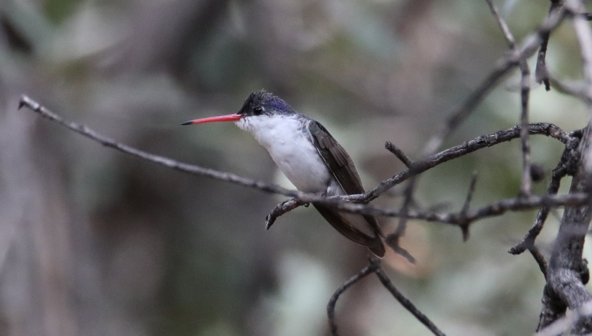 Violet-crowned Hummingbird - ML645456043