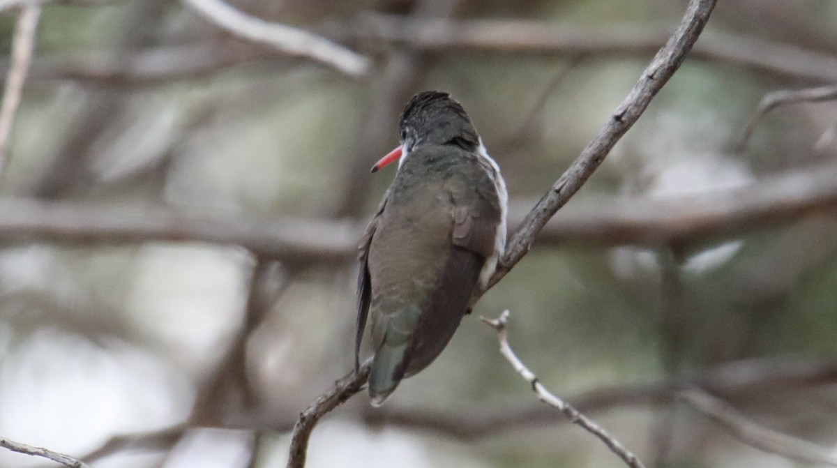 Violet-crowned Hummingbird - ML645456044
