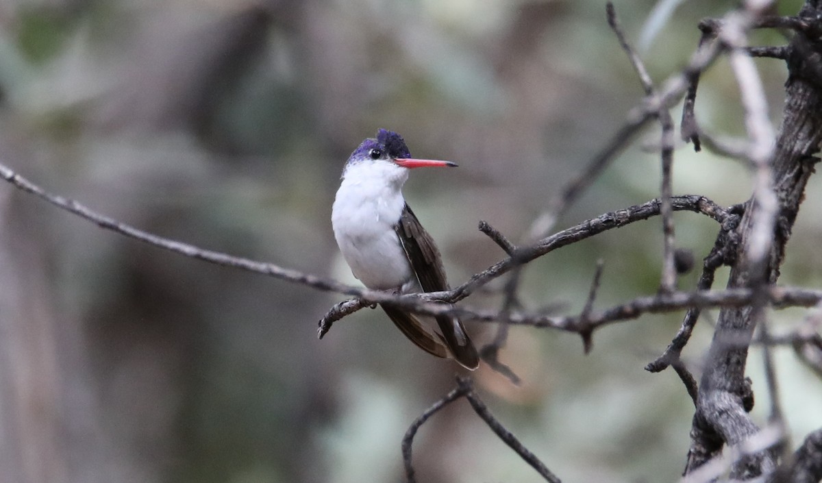 Violet-crowned Hummingbird - ML645456045