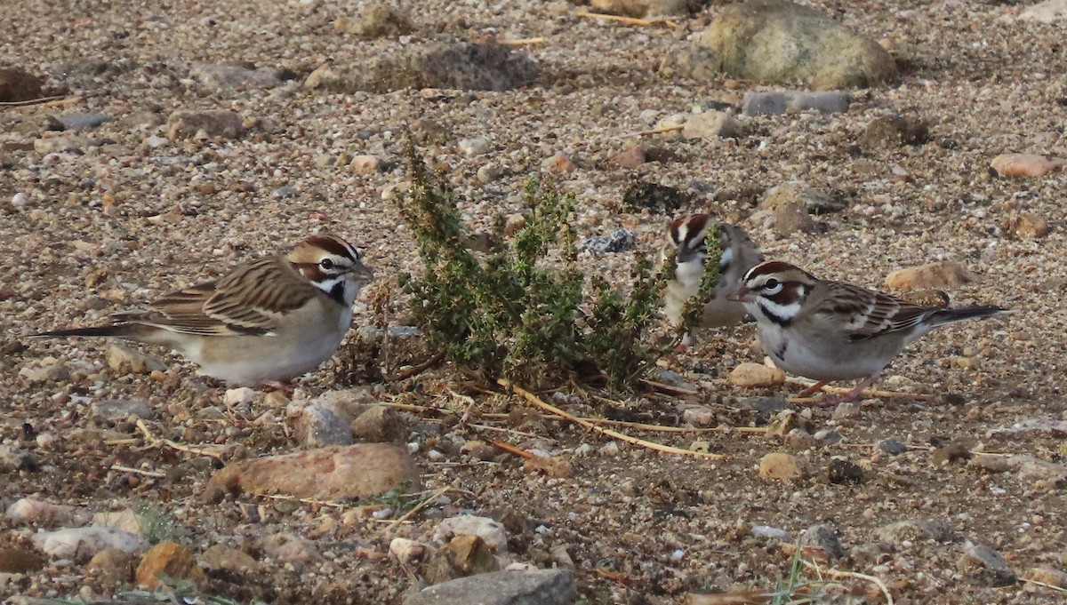 Lark Sparrow - ML645456065