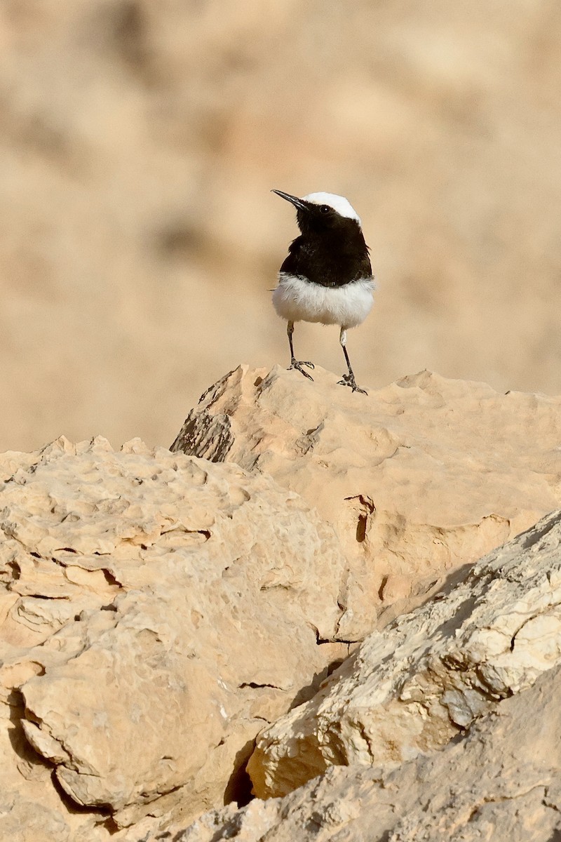 סלעית נזירה - ML645456084