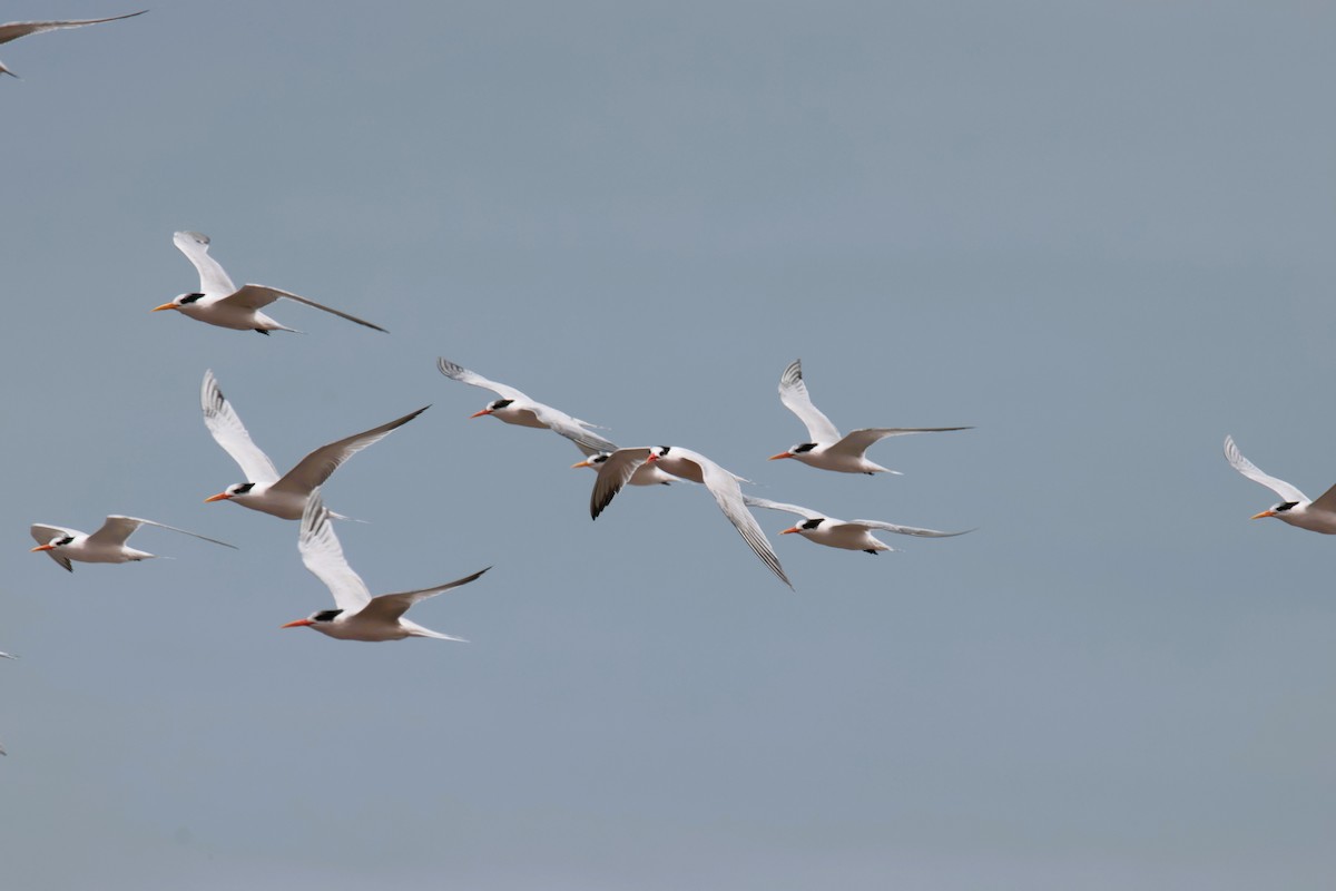Elegant Tern - ML645456085